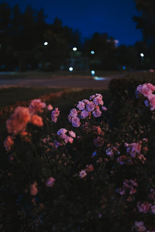 Close-up of Flowers Growing by the Road in City 