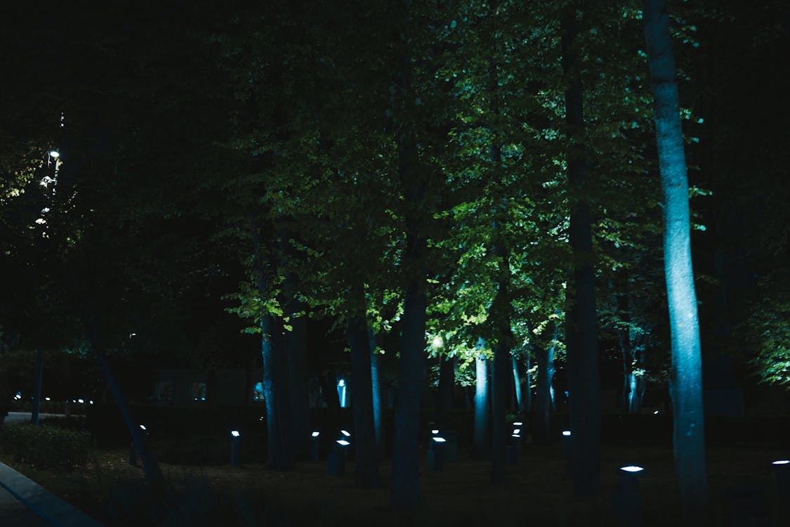 Ingyenes stockfotó éjszaka, erdő, fa témában