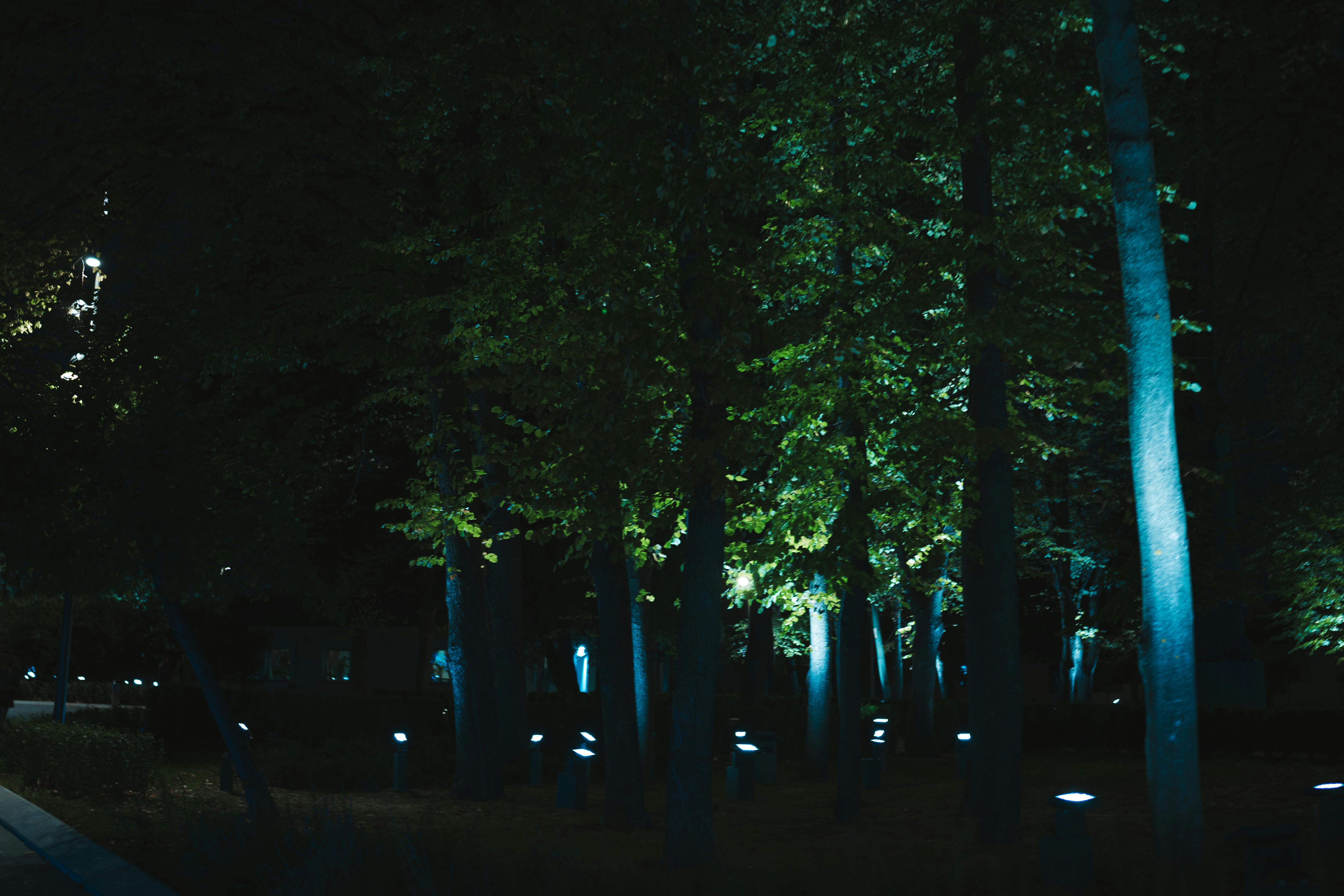 Trees Lit up at Night · Free Stock Photo