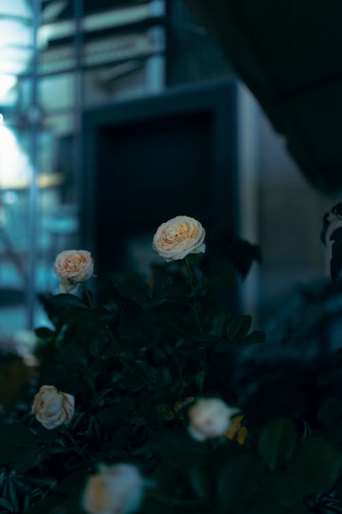 Fotobanka s bezplatnými fotkami na tému biele ruže, horizont, kvety