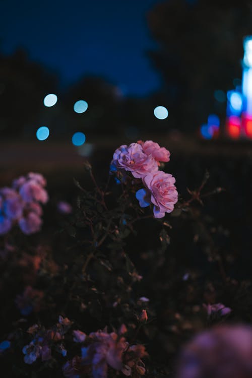 Pink Roses in Urban Environment 