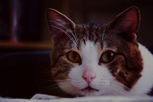 Kucing Abu Abu Putih Coklat Dalam Fotografi Close Up