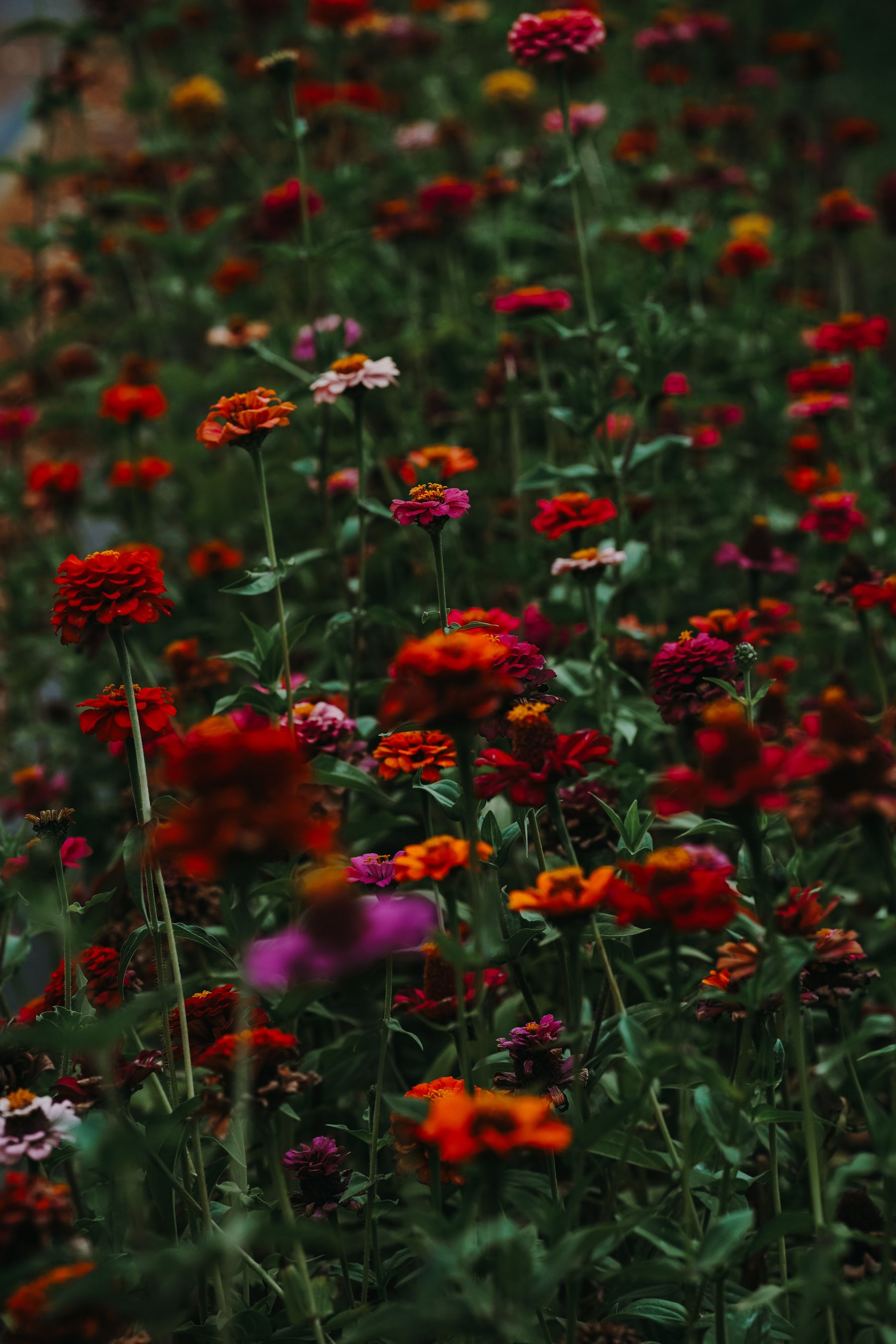A colorful wildflower meadow showing the kind of spring display fall sowing can create A colorful wildflower meadow showing the kind of spring display fall sowing can create