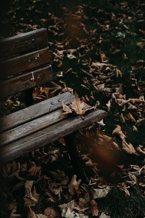 Fotobanka s bezplatnými fotkami na tému dno, drevený, jeseň