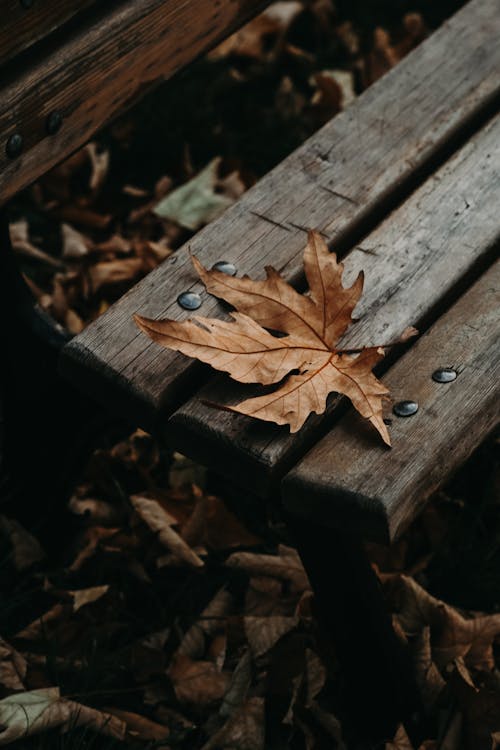Dry Autumn Leaf on Wooden Bench