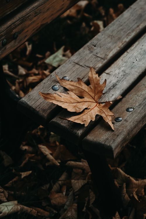 Free A dry autumn leaf rests on a wooden bench amidst fallen leaves in Ankara, Türkiye. Stock Photo