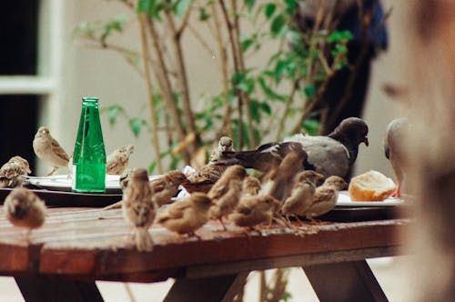 Pigeon and Sparrows on Wooden Table