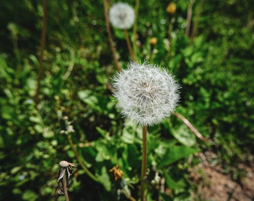 Free stock photo of dandelion, green, nature