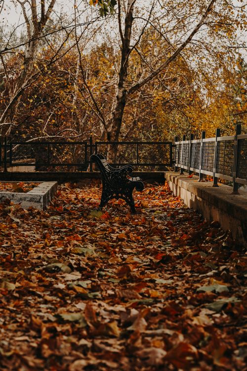 Free A tranquil park scene in Ankara, Türkiye featuring an empty bench surrounded by colorful autumn leaves and trees. Stock Photo