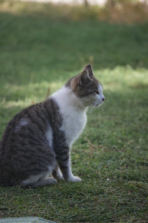 Cat on Grass