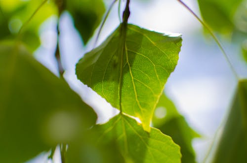 Free Close Up Photo of Green Leaf during Daytime Stock Photo