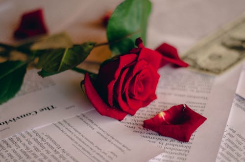 Fotobanka s bezplatnými fotkami na tému červená ruža, dar, kvet