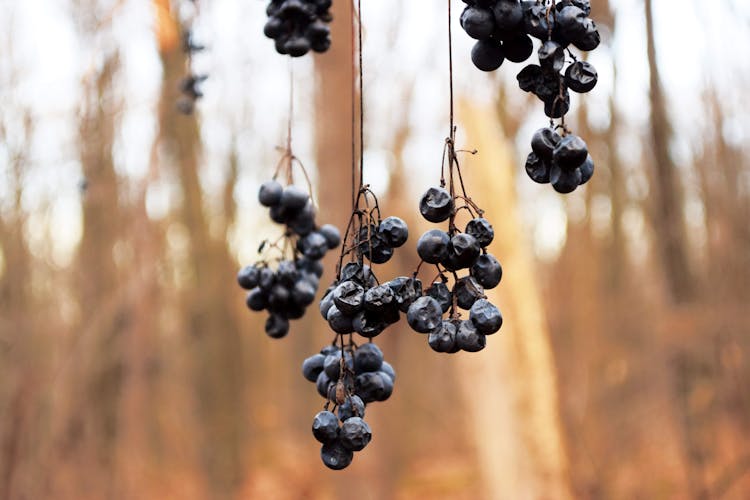 Black Berries Hanging