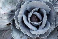 Clustered Leaves in Macro Photography