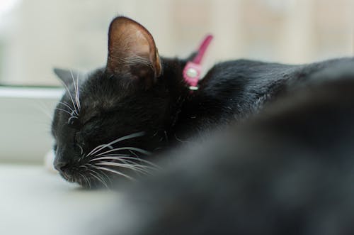 Free stock photo of black, cat, sleep Stock Photo