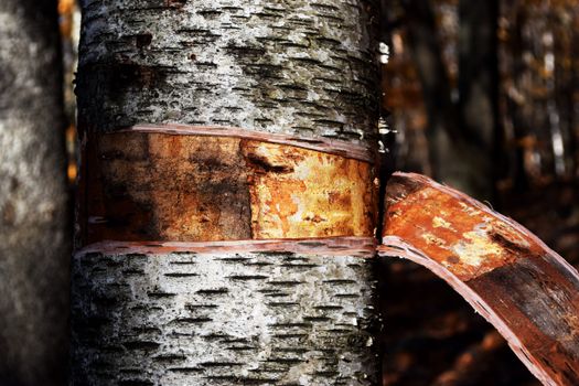 birch bark reddish brown