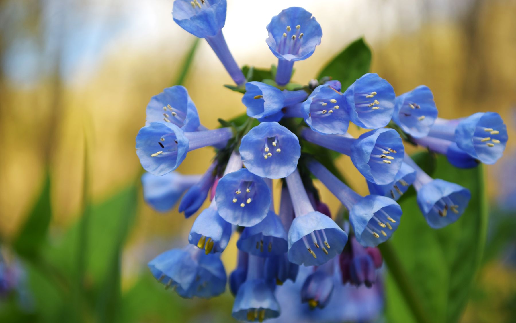 Blue Virginia bluebells blooming outdoors Blue Virginia bluebells blooming outdoors