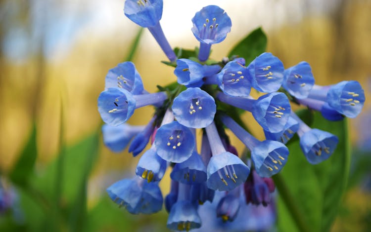 Bell Shape Flowers