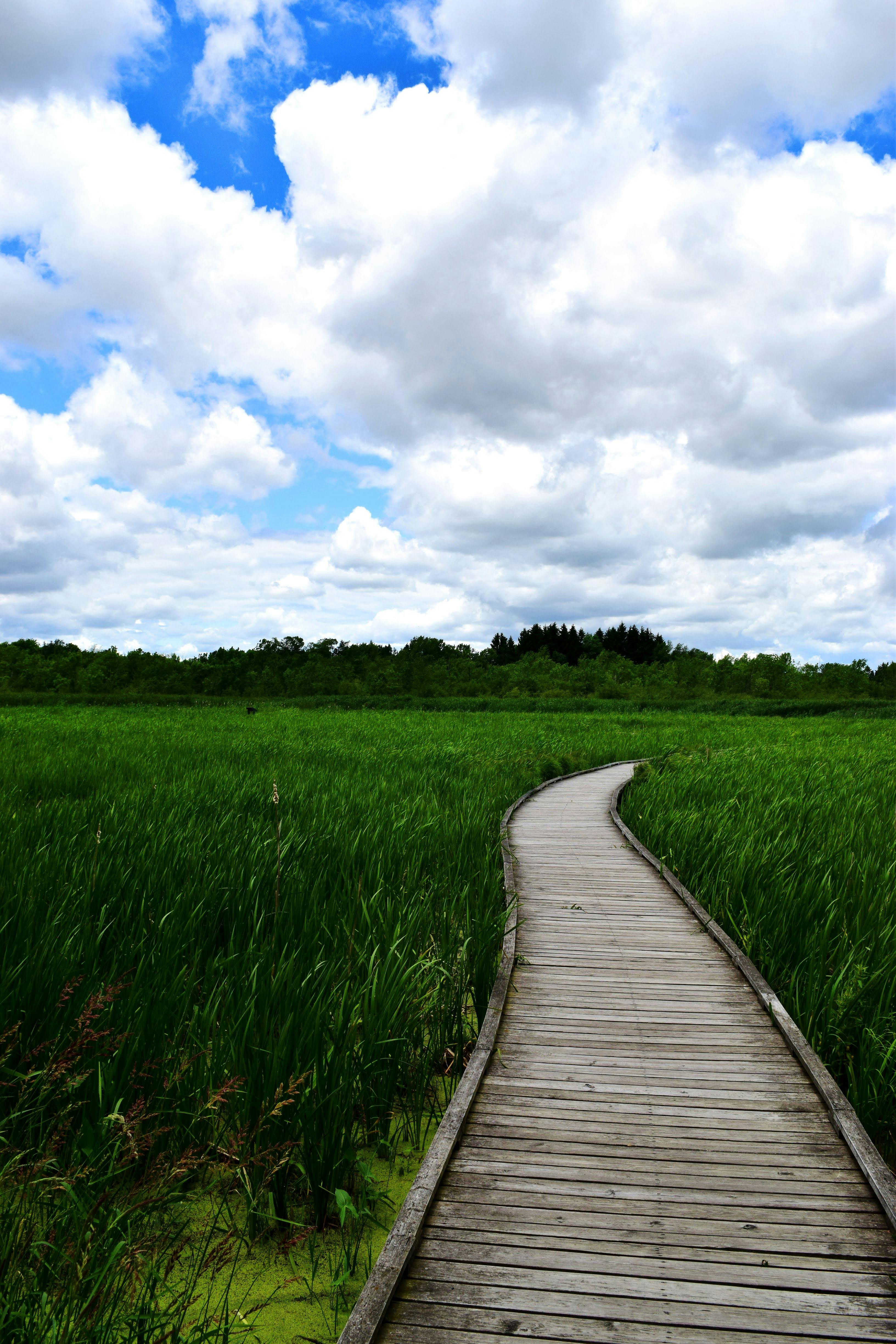 Free stock photo of grass, path, wooden path