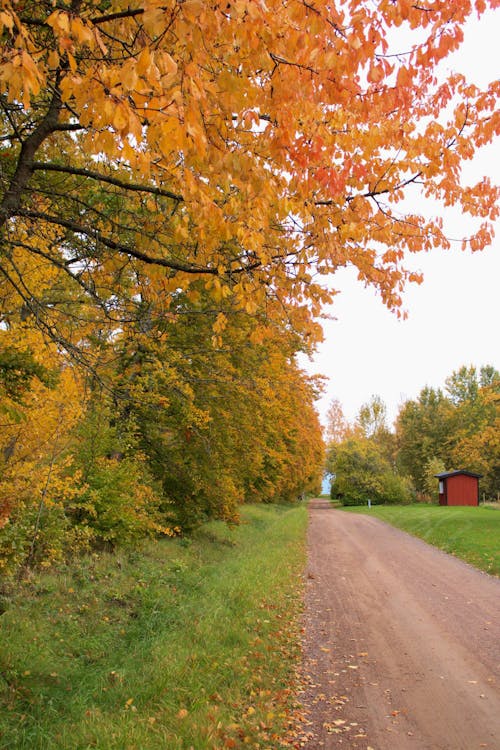 Path by the Forest in Autumn 