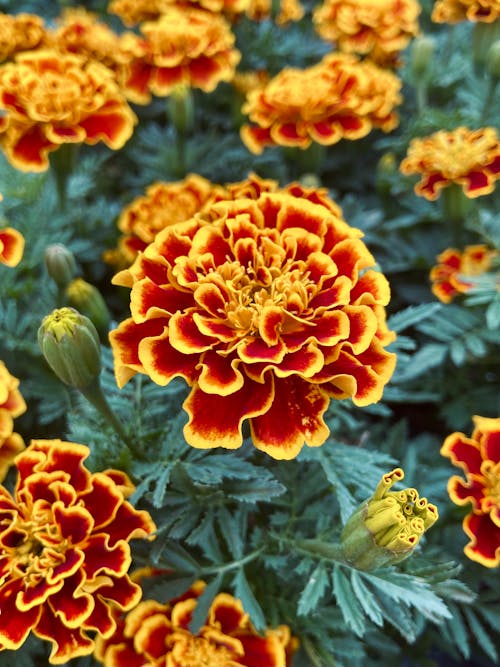 Orange Marigold Flowers in a Garden