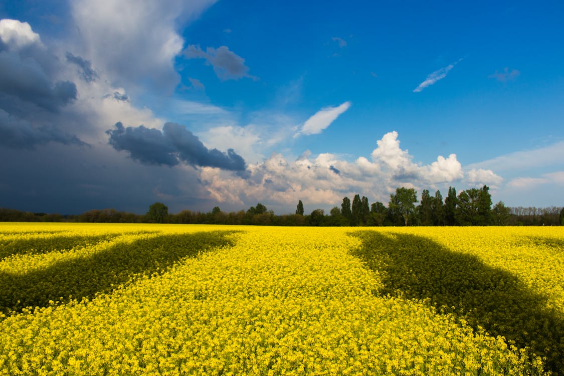 бесплатная Зеленое поле под белыми и синими облаками в дневное время Стоковое фото