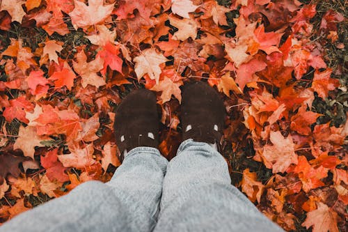 Photos gratuites de automne, chaussures, doré