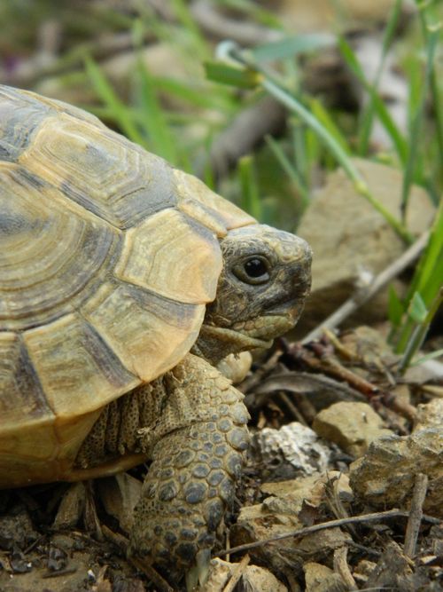 Free Detailed close-up of a tortoise crawling on rocky ground surrounded by greenery. Stock Photo