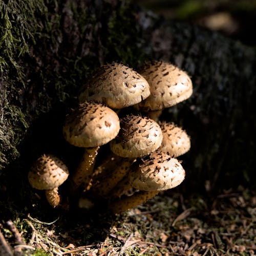 Shaggy Scalycaps Mushrooms