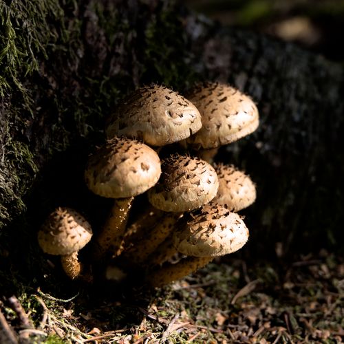 Free Close-up of shaggy scalycap mushrooms growing on forest floor in Switzerland. Stock Photo
