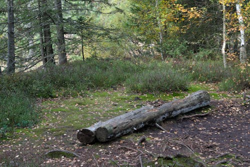 Foto d'estoc gratuïta de aclariment, arbres, arbusts