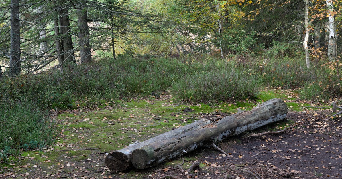 Serene scene in a Swiss forest clearing featuring a fallen log amidst lush foliage.