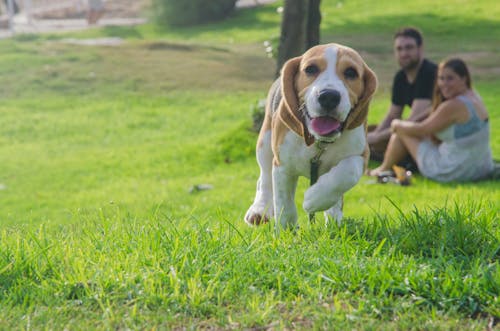 가족, 개, 잔디의 무료 스톡 사진