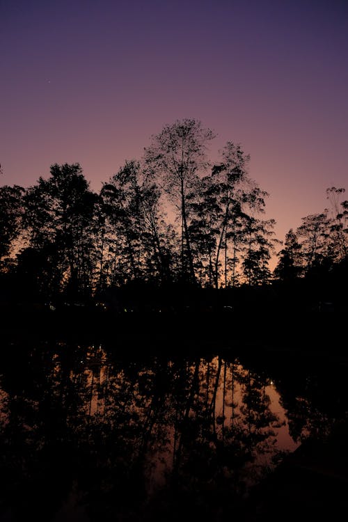 Silhouettes of Trees and Their Reflection in the Lake at Dusk