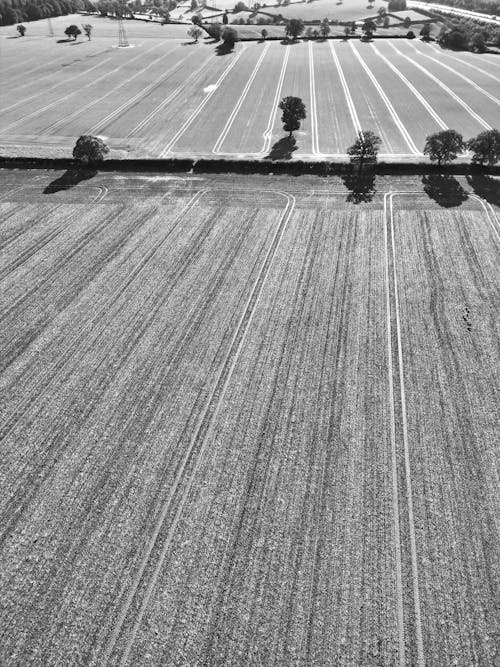 Rural Field in Black and White