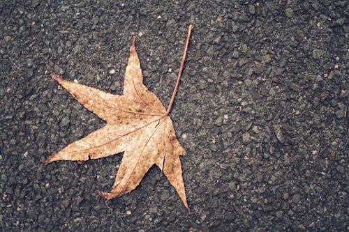 가을, 간, 떨어지다의 무료 스톡 사진