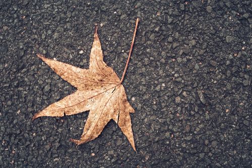 Free Close-up of a dry autumn leaf lying on an asphalt road, symbolizing the fall season. Stock Photo