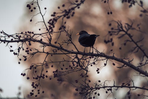 Blackbird on Tree in Autumn
