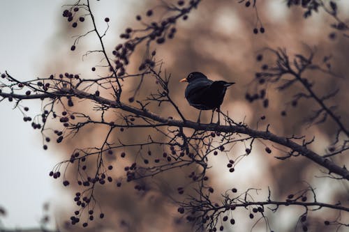 Photos gratuites de arbre, automne, branches