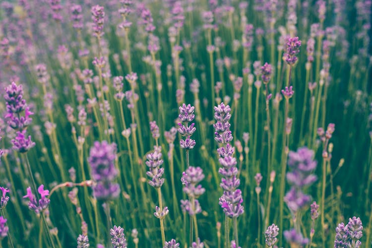 Purple Lavender Flowers