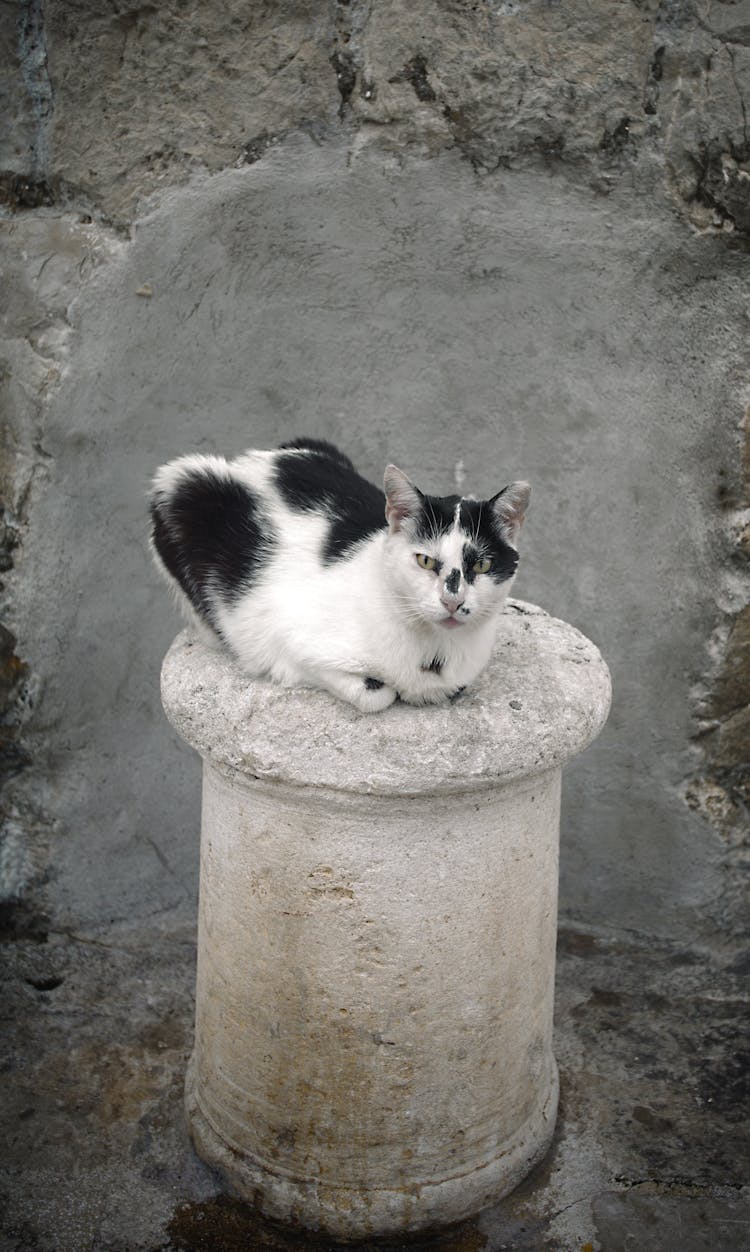 Black And White Cat On Stone Post