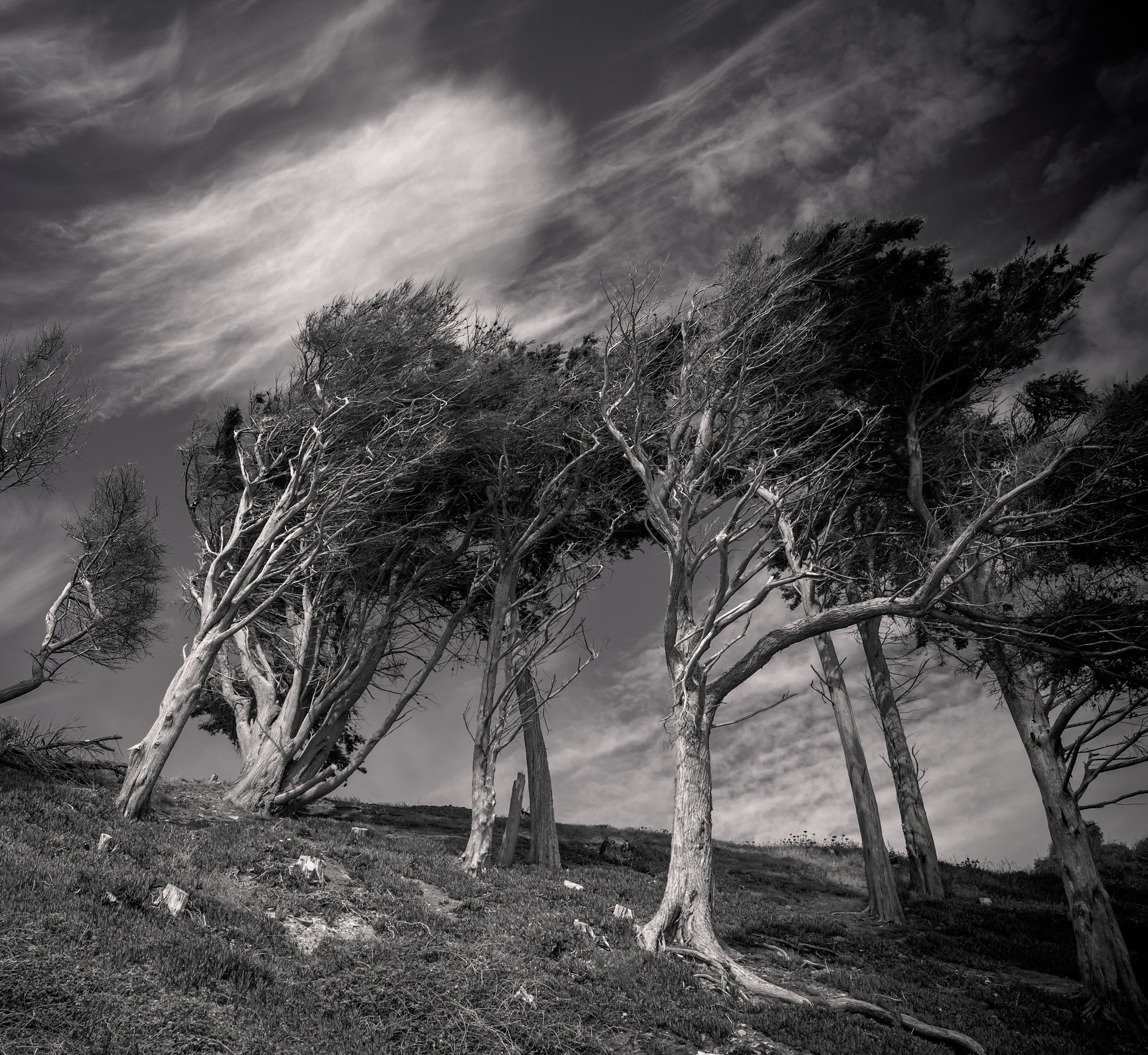Black and white image of wind-swept trees on a hillside, creating a dramatic and moody atmosphere.