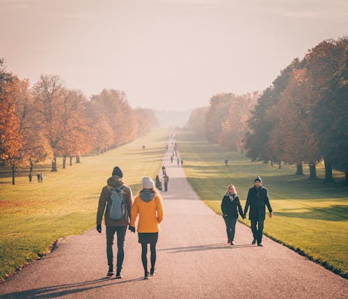 Immagine gratuita di alberi, autunno, cadere