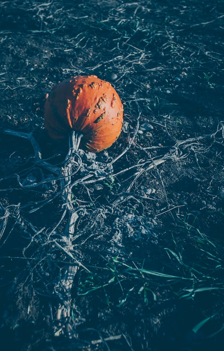 Pumpkin On A Field 