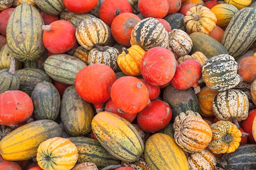 Colorful Pumpkins and Gourds