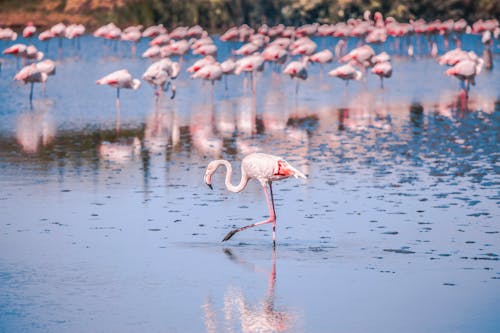 Arka Planda Diğer Flamingolarla Birlikte Yürüyen Flamingo. Camargue, Fransa