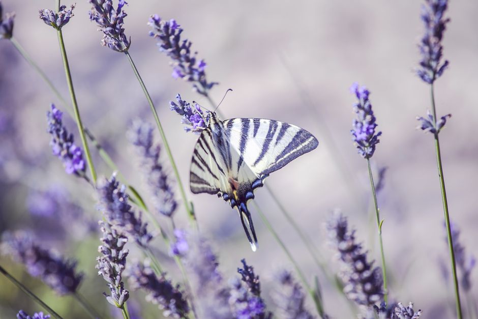 Elegant swallowtail butterfly rests on lavender flowers in Provence's summer fields.