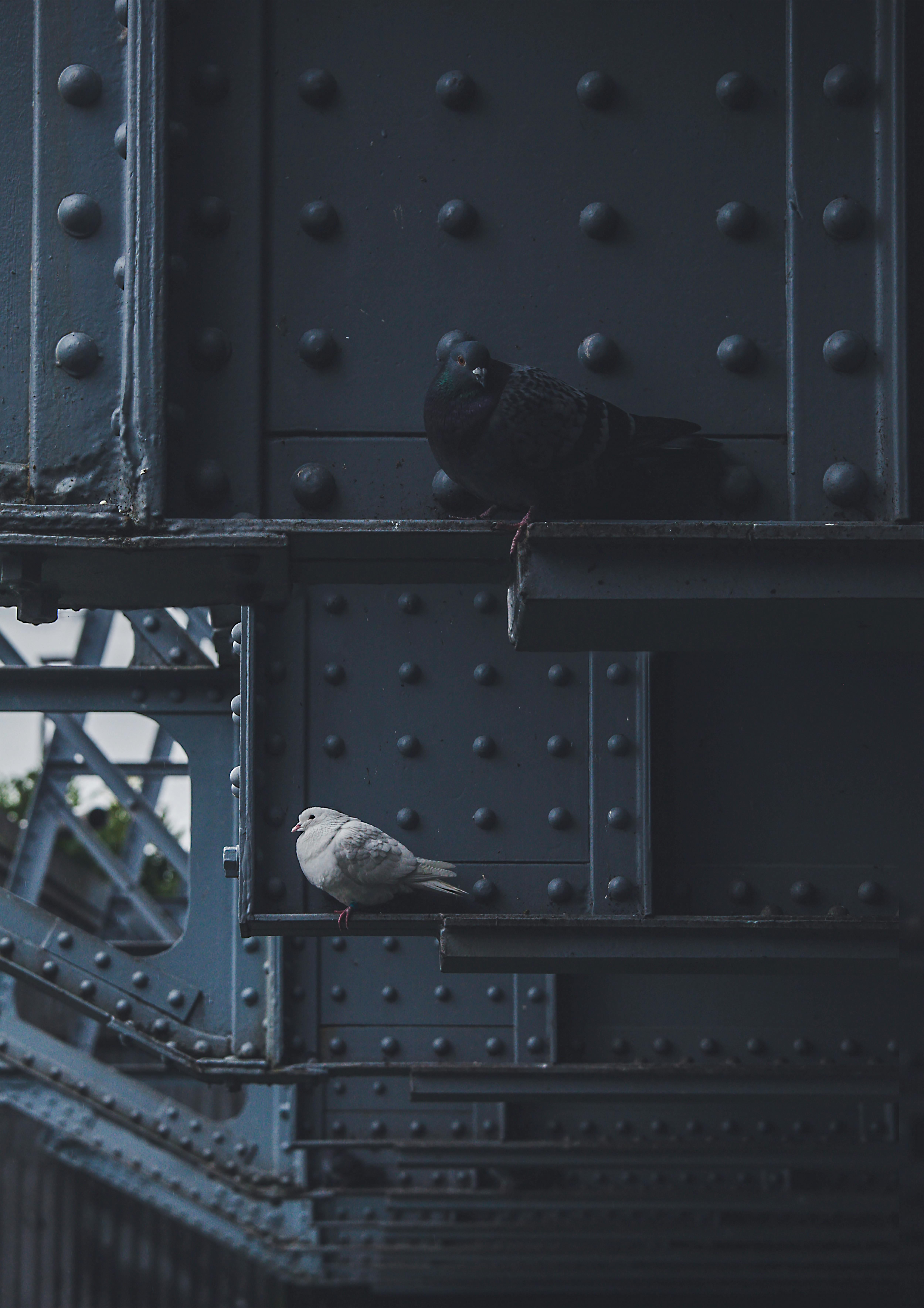 two pigeons sitting under a bridge in somerset england