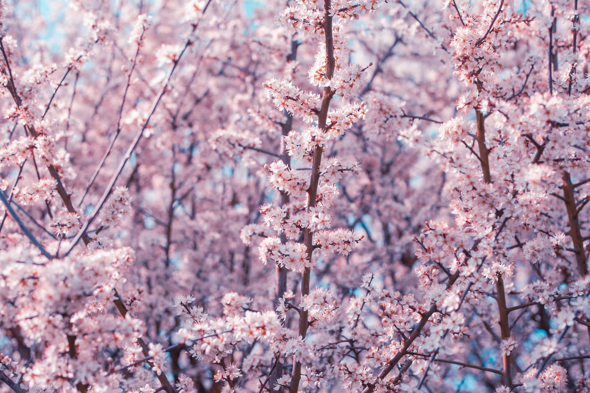 A serene view of cherry blossoms in full bloom during spring, highlighting their delicate beauty.