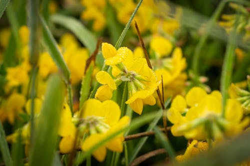 Kostnadsfri bild av anläggning, blommor, färsk